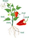 Morphology of bell pepper plant