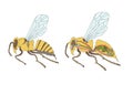 morphology, cross-section of bee Royalty Free Stock Photo