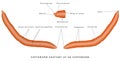 Morphology of earthworm Royalty Free Stock Photo