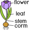 Morphology of flowering crocus plant