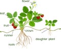 Morphology of garden strawberry plant