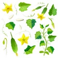 Morphology of healthy cucumber plant. parts of cucumber plant set. gherkin of various ripeness, flowers, leaves, branches,