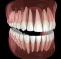 Morphology of mandibular and maxillary human gum and teeth. Medically accurate tooth illustration Royalty Free Stock Photo