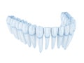 Morphology of mandibular teeth. Wire 3d model illustration