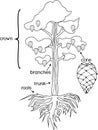 Morphology of Pine tree with crown, root system and cone with titles