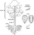 Morphology of Pine tree with crown, root system and cone with titles