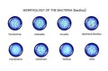 Morphology of rod-shaped bacteria