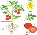 Morphology of tomato plant with green leaves, red fruits, yellow flowers and root system isolated on white backgro Royalty Free Stock Photo