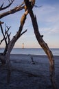 Morris Island Lighthouse in the distance, framed by bare trees Royalty Free Stock Photo