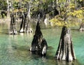 Morrison Springs Florida Cypress Tree Landscape Royalty Free Stock Photo