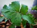 morrning dew on green leaves