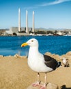 Morro Bay, California, USA - May 27, 2021 Seagull on the beach. Close up portrait of bird, Morro Bay State Park, CA Royalty Free Stock Photo