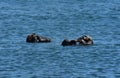 Morro Bay Sea Otters Playing in the Ocean