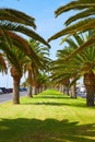 Morro Jable Fuerteventura Matorral palm trees