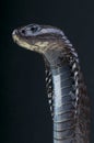 Morrocan cobra / Naja legionis Royalty Free Stock Photo