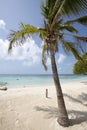 Morrocoy National park, a paradise with coconut trees, white san