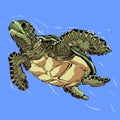 leatherback turtle swimming in the ocean Royalty Free Stock Photo
