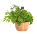 Mortar with fresh aromatic herbs on white background Royalty Free Stock Photo