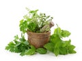 Mortar with herbs Royalty Free Stock Photo