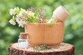 Mortar with herbs and bottle of homeopathy globules Royalty Free Stock Photo