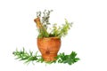 Mortar with herbs Royalty Free Stock Photo