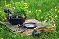 Mortar of medicinal herbs, old book, infusion bottle, basket and magnifying glass on a grass on meadow