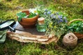 Mortar of medicinal herbs, old book, infusion or essential oil bottle, basket and magnifying glass on a moss in forest