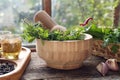 Mortar with pestle, fresh green herbs and different spices on wooden table near window Royalty Free Stock Photo