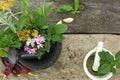 Mortar and pestle with fresh herbs Royalty Free Stock Photo