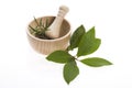 Mortar and pestle, with fresh-picked herbs Royalty Free Stock Photo