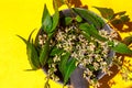 Mortar and pestle with medicinal neem leaves with twigs on yellow background, neem flowers and leaves in mortar, ayurveda plants