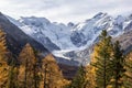 Morteratsch glacier with autumn larch trees Royalty Free Stock Photo