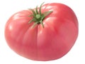 Mortgage Lifter heirloom tomato Solanum lycopersicum fruit, large ribbed pink, isolated