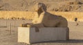 Mortuary Temple of Hatshepsut, Djeser-Djeseru: `Holy of Holies`, located in Upper Egypt. Royalty Free Stock Photo