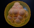 A morula called blastomeres in a solid ball contained within the zona pellucida