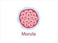 Morula