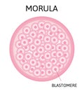 Morula. embryo cell consisting of 16 cells in a solid ball Royalty Free Stock Photo