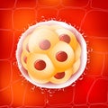 Morula is an embryo consisting of 16 cells in a solid ball contained within the zona pellucida Royalty Free Stock Photo