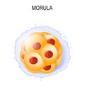 Morula. stages of segmentation of a fertilized ovum