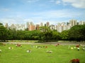 Morumbi Cemetery