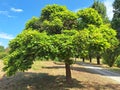 The morus alba or catalpa bignonioides tree grows in a park Royalty Free Stock Photo