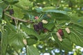 Morus alba fruits