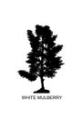 Morus alba, known as white mulberry, is a fast-growing, small to medium-sized mulberry tree which grows to 10Ã¢â¬â20 m tall