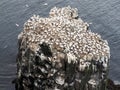 Morus bassanus, Gannet nests.