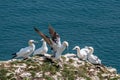 Morus bassanus, gannets Royalty Free Stock Photo