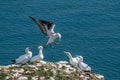 Morus bassanus, gannets Royalty Free Stock Photo