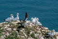 Morus bassanus, gannets Royalty Free Stock Photo