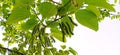 Morus indica green or white mulberries tree close up