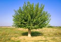 Morus, mulberry tree on a green meadow. Royalty Free Stock Photo