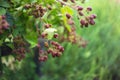 Morus nigra - black mulberry fruit growing on a green bush in the garden